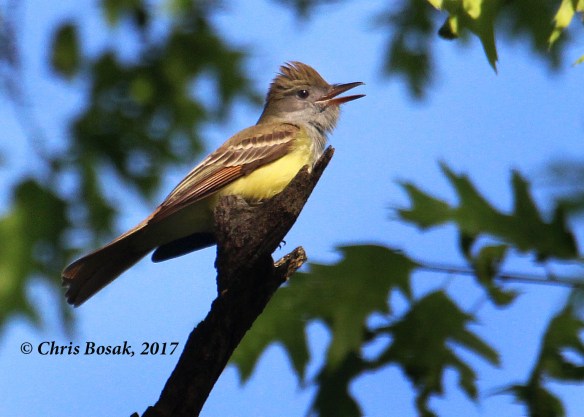 Photo by Chris Bosak  A great-crested flycatcher perches on a branch at Merganser Lake in Danbury, Conn., spring 2017.