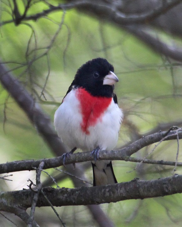 Photo by Chris Bosak A rose-breasted grosbeak perches in a tree at Merganser Lake in Connecticut, spring 2017.