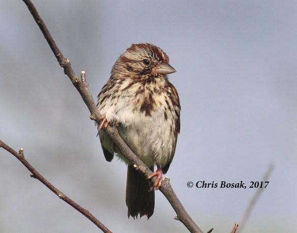 Photo by Chris Bosak A song sparrow perches on a branch at Happy Landings in Brookfield, CT, spring 2017.