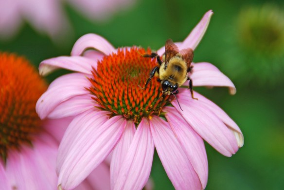 By Melinda Myers, LLC A bee pollinating a coneflower.