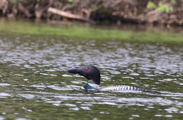 Photo by Chris Bosak A common loon in Pittsburg, N.H., summer 2017.