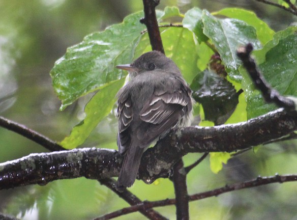 Photo by Chris Bosak An eastern wood-pewee perches on a branch in Danbury, Conn., summer 2017.