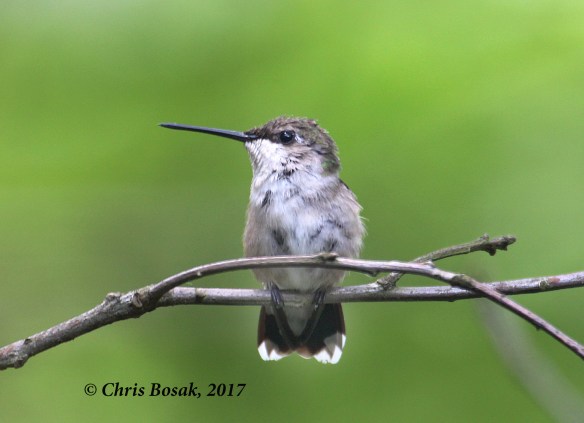 Photo by Chris Bosak A ruby-throated hummingbird perches on a branch near a feeder at Merganser Lake, Danbury, Conn.