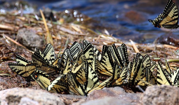 Photo by Chris Bosak Tiger Swallowtails gather at the edge of the pond at Deer Mountain Campground in Pittsburg, N.H., in summer 2017.