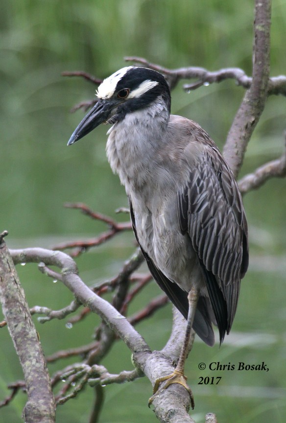 Photo by Chris Bosak A Yellow-crowned Night Heron in Norwalk, Conn., summer 2017.