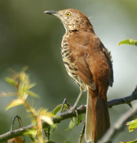 Photo by Chris Bosak A brown thrasher checks out its surroundings in New England.