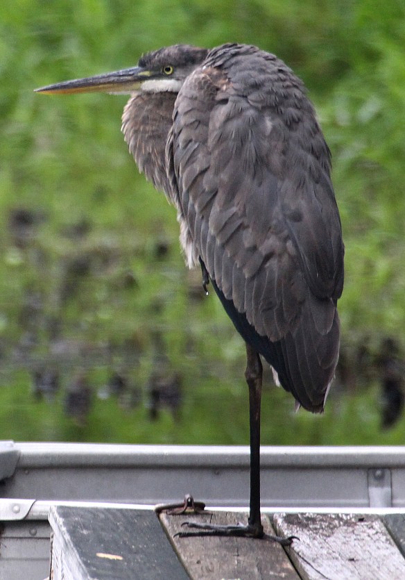 Photo by Chris Bosak Great blue heron at Lake Waubeeka in Danbury, CT.