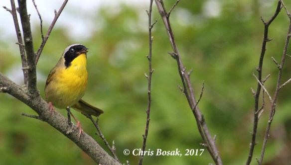 Photo by Chris Bosak A common yellowthroat sings from a perch in Brookfield, Conn., during spring 2017.