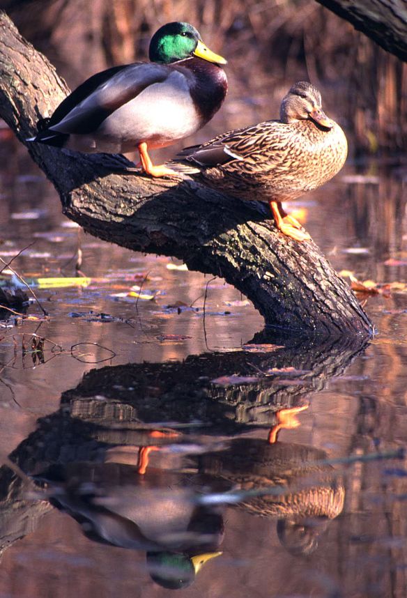 Mallards sit on a branch overhanging a pond in New England.