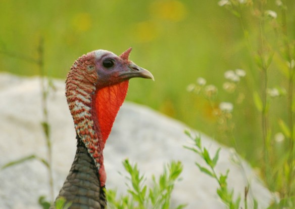 photo by Chris Bosak