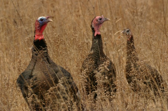 photo by Chris Bosak