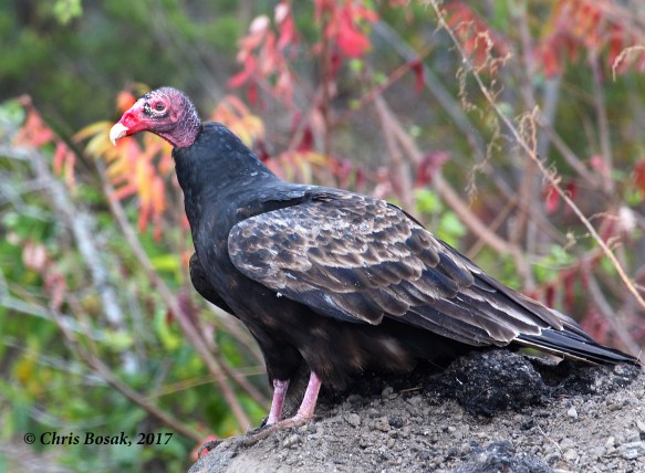 Photo by Chris Bosak  A turkey vulture sits on a hill in Danbury, Conn., fall 2017.