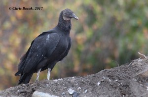Photo by Chris Bosak A black vulture sits on a hill in Danbury, Conn., fall 2017.