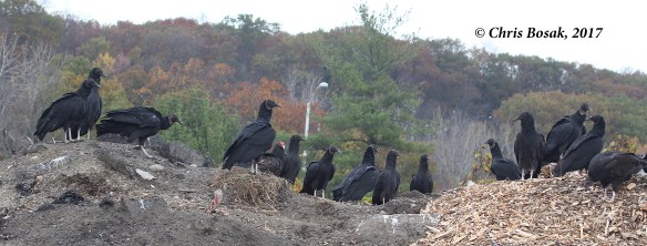 Photo by Chris Bosak  Black and turkey vulture sit on a hill in Danbury, Conn., fall 2017.