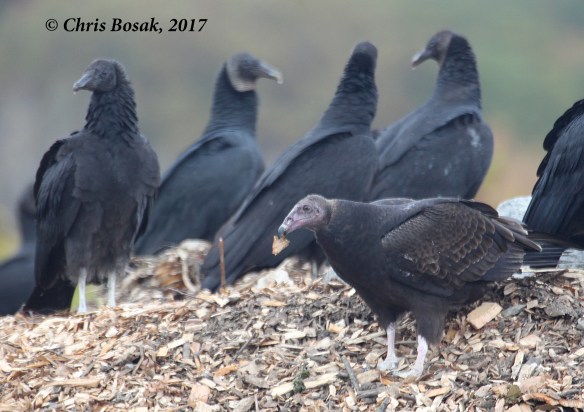 Photo by Chris Bosak Vultures sit on a hill in Danbury, Conn., fall 2017.