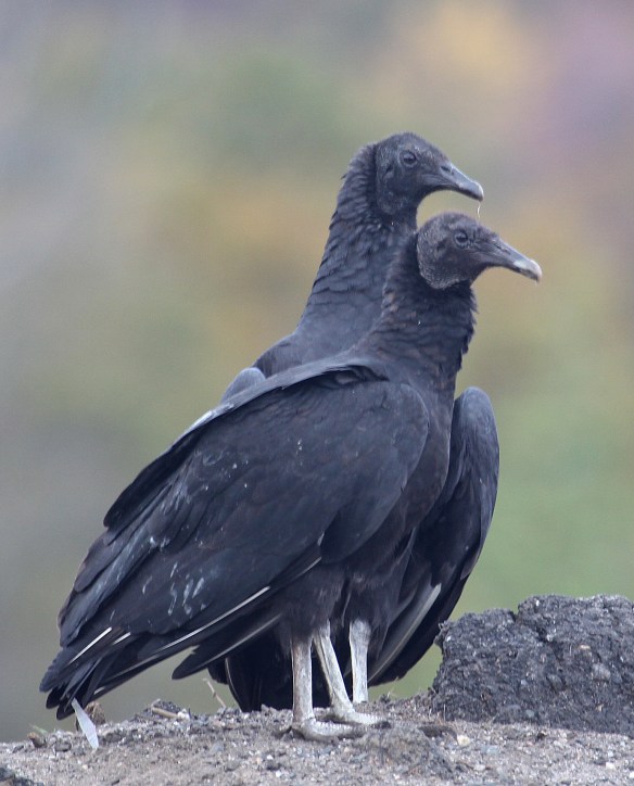 Photo by Chris Bosak Black vultures sit on a hill in Danbury, Conn., fall 2017.