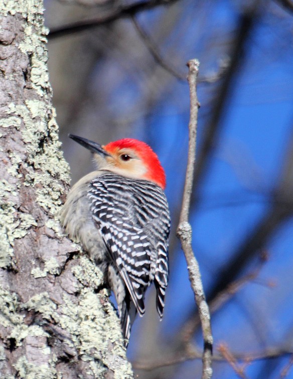 Photo by Chris Bosak A red-bellied woodpecker searches for food in an oal tree during a cold day in Jan. 2018.