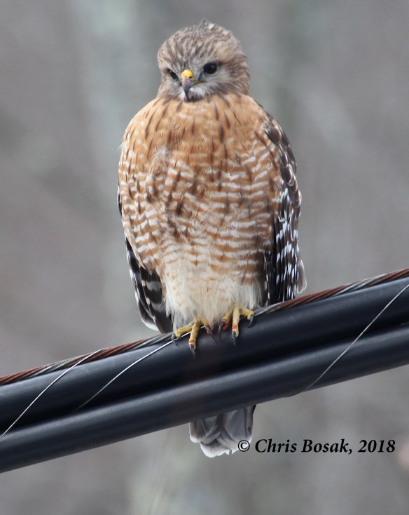 Photo by Chris Bosak  A red-shouldered hawk perches on a wire in Brookfield, Connecticut, Jan. 2018.
