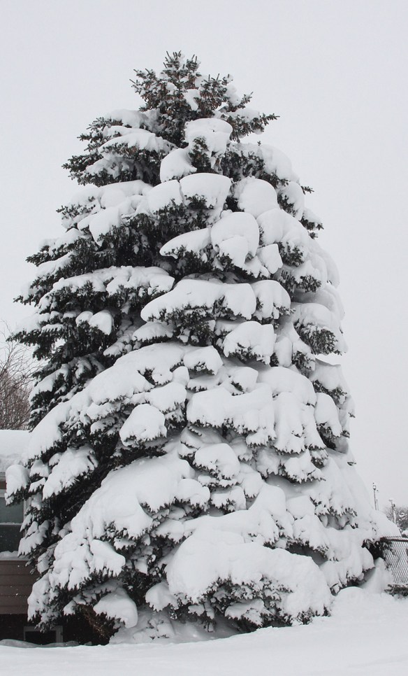 Photo by Chris Bosak Historic snowfall in Erie, Pennsylvania, Dec. 2017.
