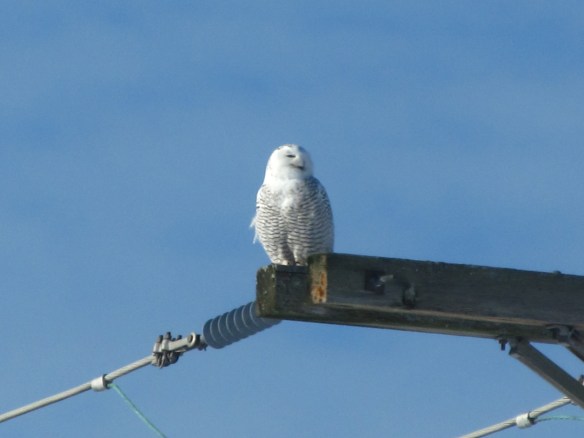 Norman Spicher of New Hampshire got this photo of a snowy own in the Keene, N.H., in January 2018.