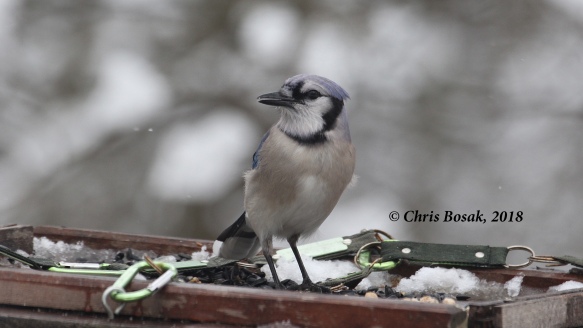 Photo by Chris Bosak A blue jay stands on a platform feeder, eyeing up some suet nuggets, Danbury, Conn., March 2018.