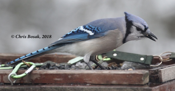 Photo by Chris Bosak A blue jay positions a suet nugget from a platform feeder as it seeks more, Danbury, Conn., March 2018.