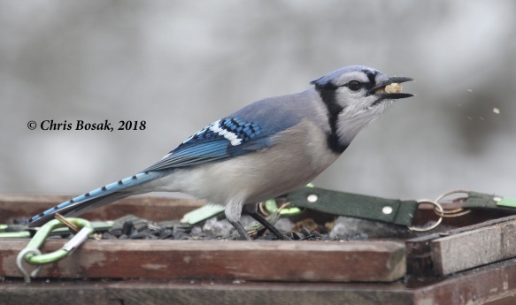 Photo by Chris Bosak A blue jay positions a second suet nugget from a platform feeder, Danbury, Conn., March 2018.