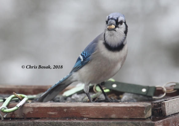 Photo by Chris Bosak A blue jay grabs a second suet nugget from a platform feeder, Danbury, Conn., March 2018.