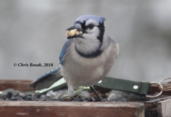 Photo by Chris Bosak A blue jay grabs a third suet nugget from a platform feeder, Danbury, Conn., March 2018.