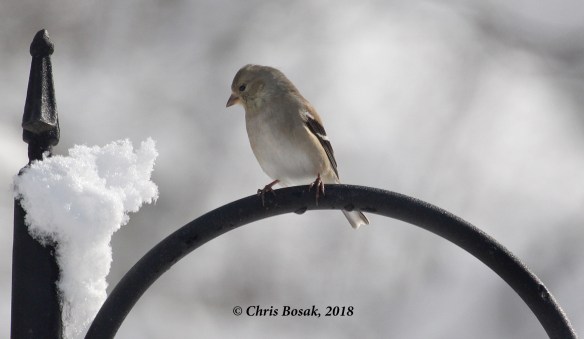 Photo by Chris Bosak A gold finch waits patiently by a feeder, March 2018.