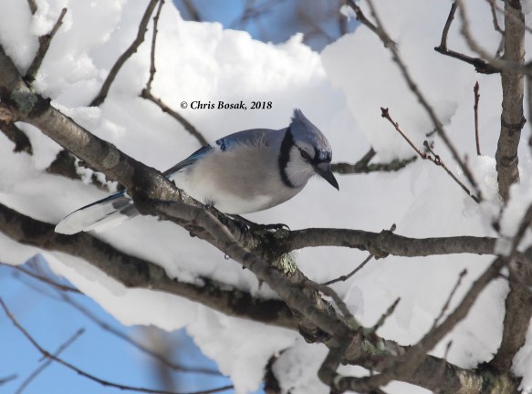 Photo by Chris Bosak A blue jay grabs a seed from a feeder, March 2018.