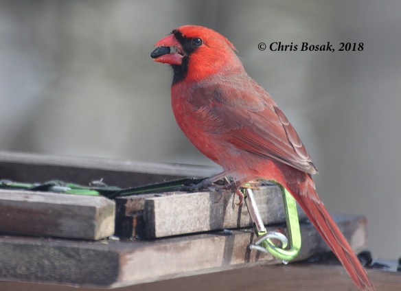 Photo by Chris Bosak A cardinal grabs a seed from a feeder, March 2018.
