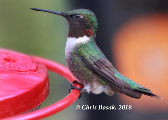 Photo by Chris Bosak A male ruby-throated hummingbird visits a feeder in Danbury, Conn., spring 2018.