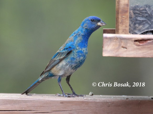 Photo by Chris Bosak An indigo bunting visits a feeder in New England, spring 2018.