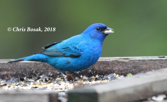 Photo by Chris Bosak A male indigo bunting eats seeds from a platform feeder in Danbury, Conn., in May 2018.