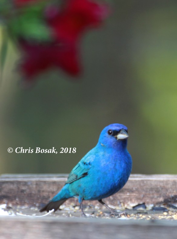 Photo by Chris Bosak  A male indigo bunting eats seeds from a platform feeder in Danbury, Conn., in May 2018.