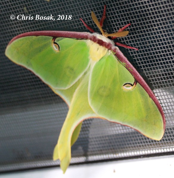 Photo by Chris Bosak A luna moth clings to a screen in Danbury, Conn., during spring 2018.
