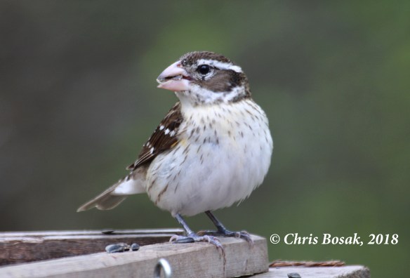 Photo by Chris Bosak A female rose-breasted grosbeak visits a feeder in Danbury, Conn., during the spring of 2018.