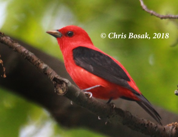 Photo by Chris Bosak A scarlet tanager perches in an oak tree in Danbury, Conn., spring 2018.