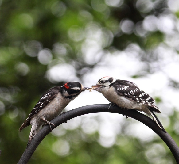 Photo by Chris Bosak An adult male downy woodpecker, left, feeds an immature male downy woodpecker near a birdfeeder in New England, summer 2018.
