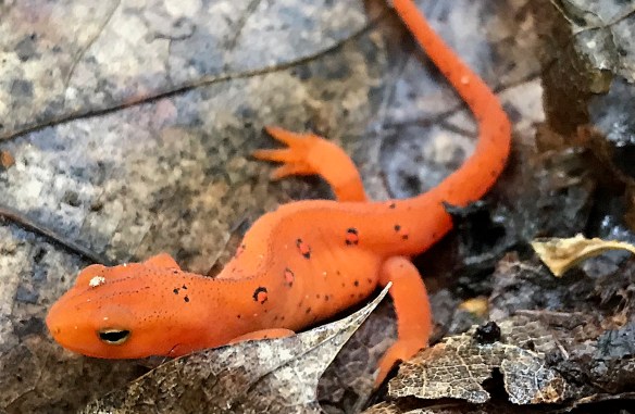 An eft works its way through the woods in Danbury, Conn., during the summer of 2018.