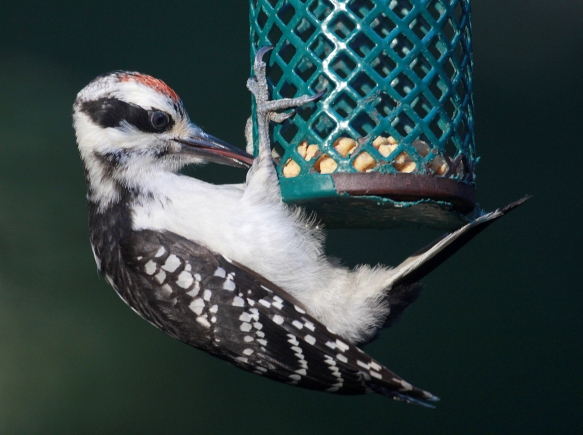 Photo by Chris Bosak A downy woodpecker eats suet nuggets from a tube feeder in New England, summer 2018.