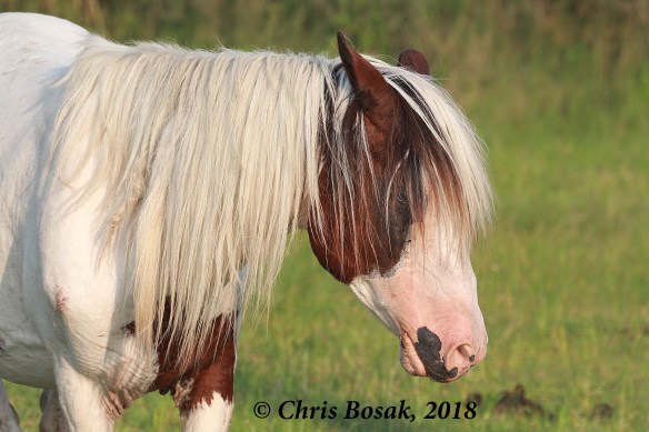 Photo by Chris Bosak  Wild ponies at Assateague Island National Seashore, Maryland, summer 2018.