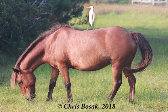 Photo by Chris Bosak  Wild ponies at Assateague Island National Seashore, Maryland, summer 2018.