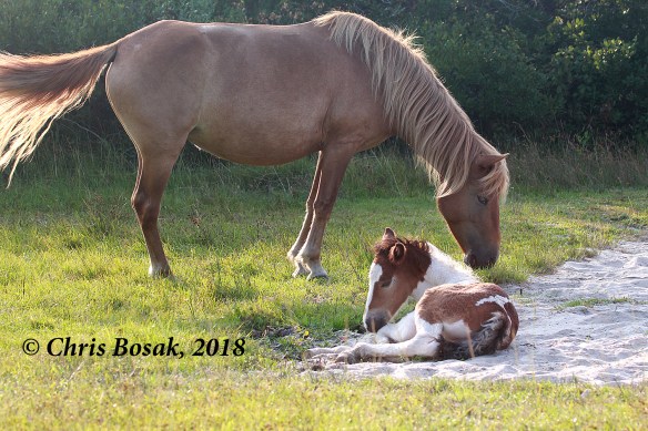 Photo by Chris Bosak  Wild ponies at Assateague Island National Seashore, Maryland, summer 2018.
