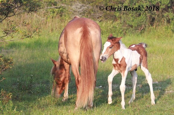 Photo by Chris Bosak Wild ponies at Assateague Island National Seashore, Maryland, summer 2018.