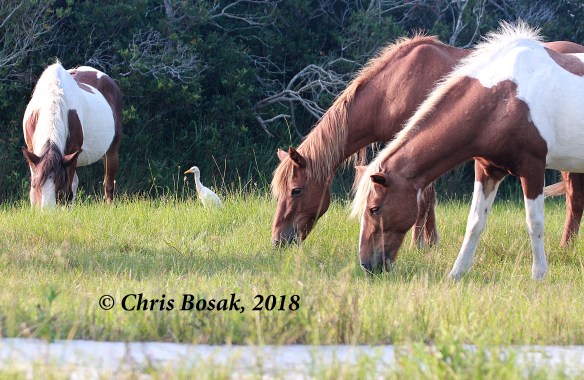 Photo by Chris Bosak  Wild ponies at Assateague Island National Seashore, Maryland, summer 2018.