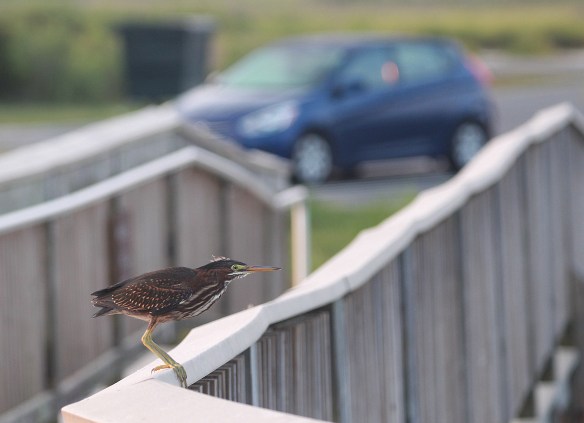 Photo by Chris Bosak  A green heron on a railing of a walkway at Assateague Island, Maryland.