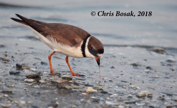 Photo by Chris Bosak  A semi-palmated plover looks for food at Assateague Island National Seashore, Maryland, summer 2018.