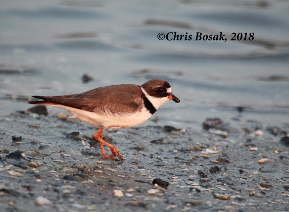 Photo by Chris Bosak A semi-palmated plover looks for food at Assateague Island National Seashore, Maryland, summer 2018.